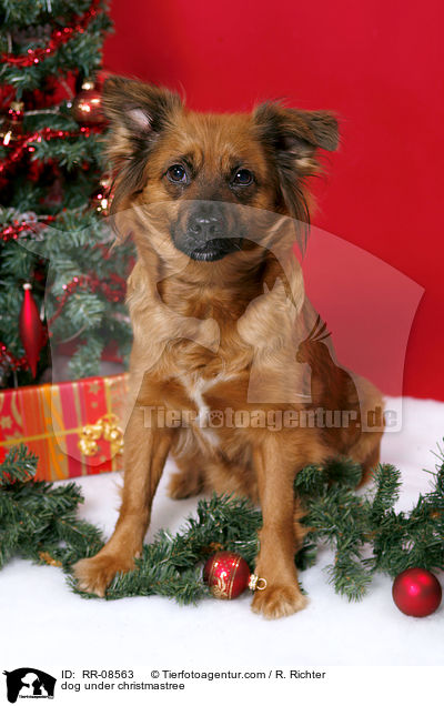 Hund unterm Weihnachtsbaum / dog under christmastree / RR-08563