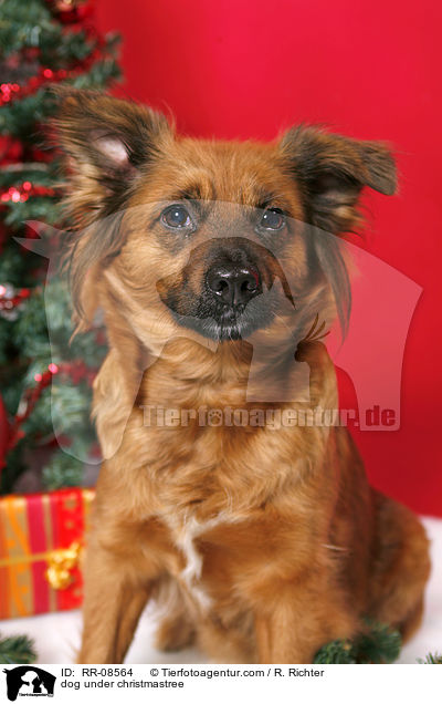 Hund unterm Weihnachtsbaum / dog under christmastree / RR-08564