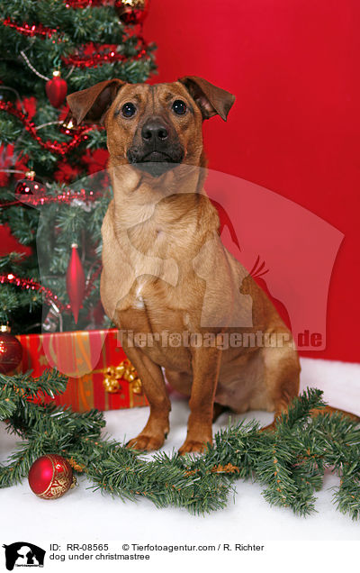 Hund unterm Weihnachtsbaum / dog under christmastree / RR-08565