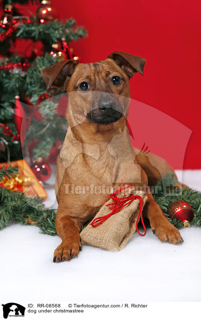 Hund unterm Weihnachtsbaum / dog under christmastree / RR-08568
