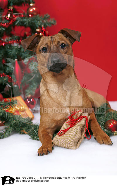 dog under christmastree / RR-08569