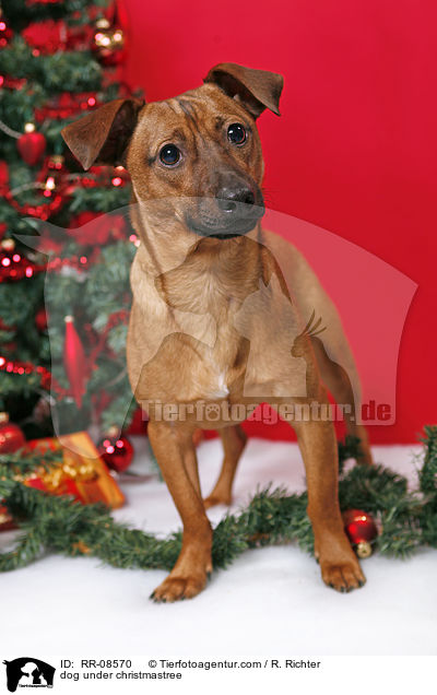 Hund unterm Weihnachtsbaum / dog under christmastree / RR-08570