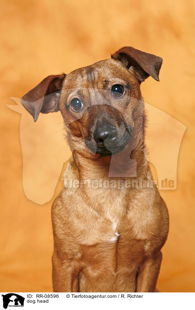 Mischling Portrait / dog head / RR-08596