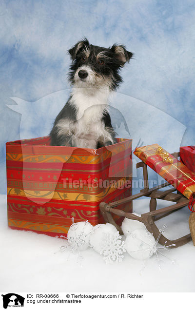 Hund unterm Weihnachtsbaum / dog under christmastree / RR-08666