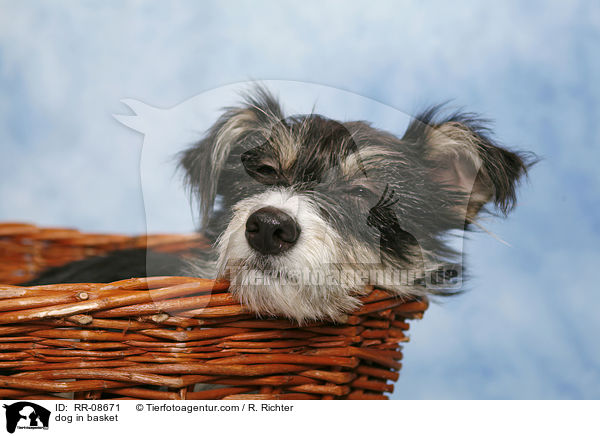 Mischling im Krbchen / dog in basket / RR-08671