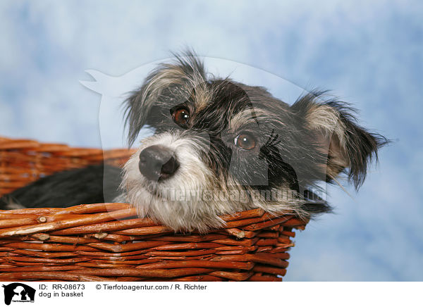 dog in basket / RR-08673