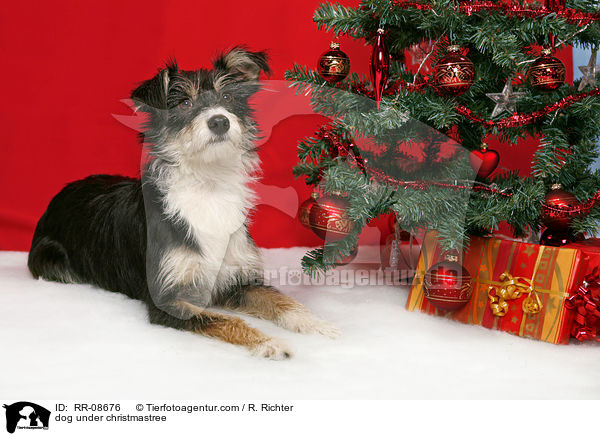 dog under christmastree / RR-08676