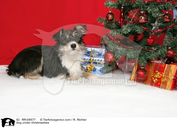 dog under christmastree / RR-08677