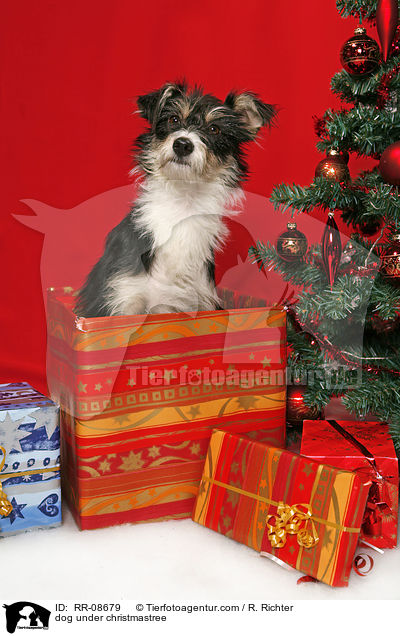 Hund unterm Weihnachtsbaum / dog under christmastree / RR-08679