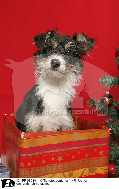 Hund unterm Weihnachtsbaum / dog under christmastree / RR-08680