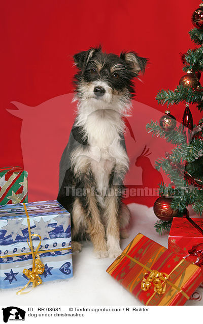 dog under christmastree / RR-08681