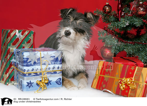 Hund unterm Weihnachtsbaum / dog under christmastree / RR-08683