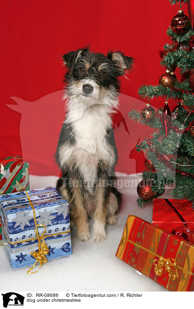 dog under christmastree / RR-08686