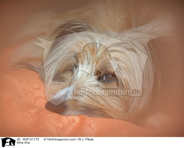 Hund auf Kissen / lying dog / WJP-01175