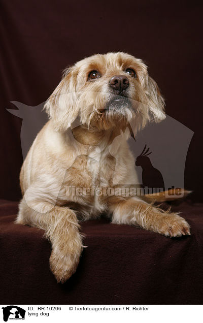 liegender Hund / lying dog / RR-10206