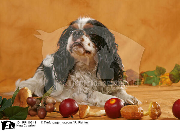 liegender Cavalier-Mischling / lying Cavalier / RR-10348