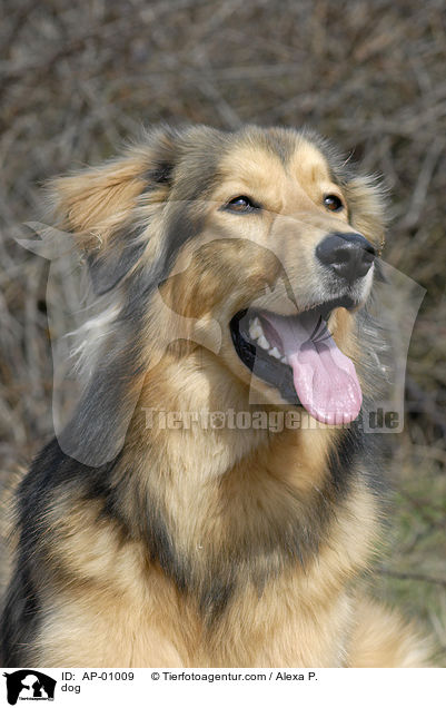 Mischling / dog / AP-01009