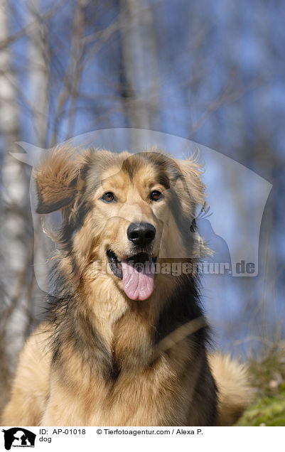 Mischling / dog / AP-01018