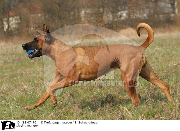 spielender Mischling / playing mongrel / SS-07176