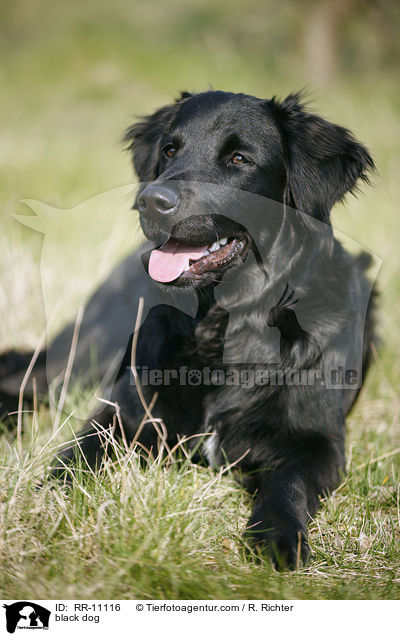 schwarzer Hund / black dog / RR-11116