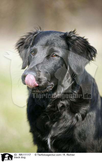 schwarzer Hund / black dog / RR-11117