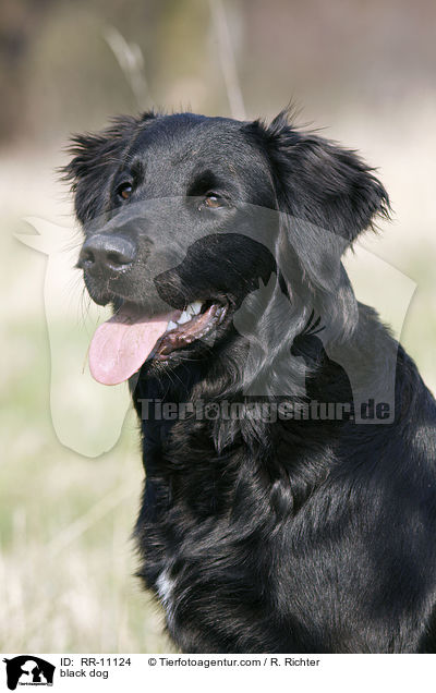schwarzer Hund / black dog / RR-11124
