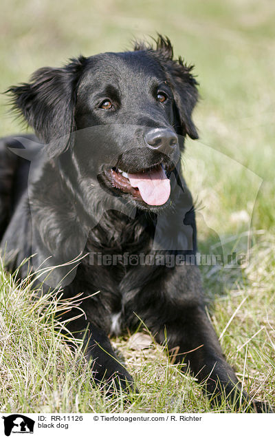schwarzer Hund / black dog / RR-11126