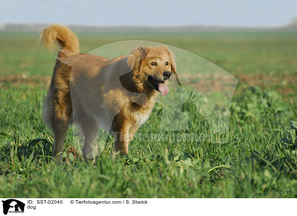 Mischling / dog / SST-02040