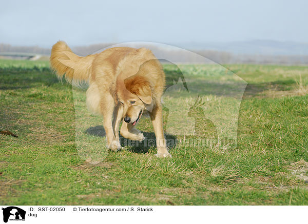 Mischling / dog / SST-02050