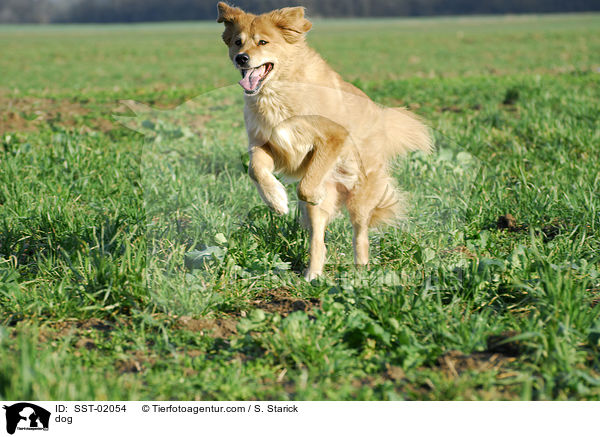 Mischling / dog / SST-02054