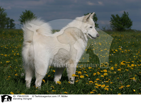 stehender Samojeden-Mischling / standing mongrel / PM-02228