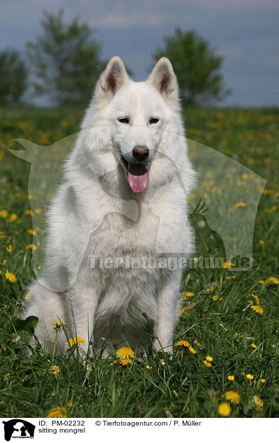 sitzender Samojeden-Mischling / sitting mongrel / PM-02232