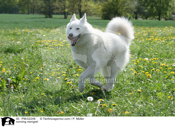 rennender Samojeden-Mischling / running mongrel / PM-02246