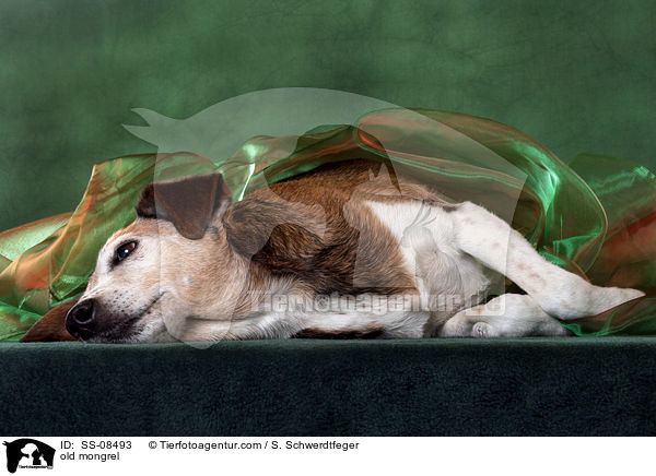 alter Foxterrier-Mischling / old mongrel / SS-08493