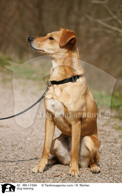 Hundeerziehung / dog training / RR-11599