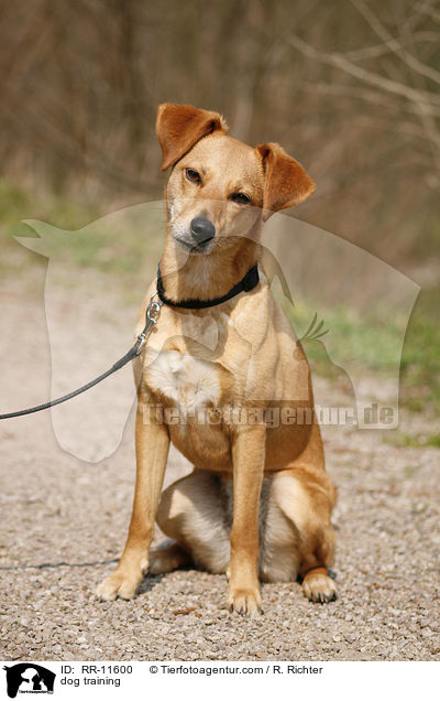 Hundeerziehung / dog training / RR-11600