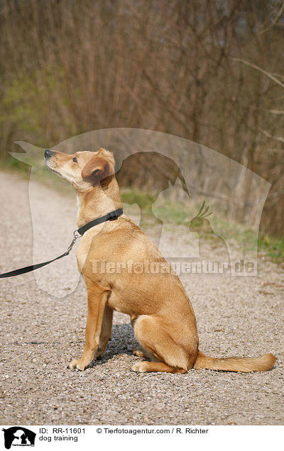 Hundeerziehung / dog training / RR-11601