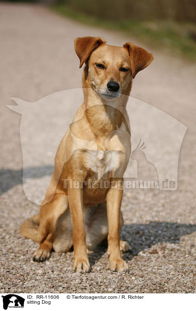 sitzender Hund / sitting Dog / RR-11606