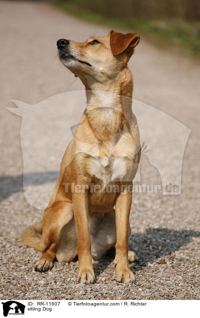 sitzender Hund / sitting Dog / RR-11607