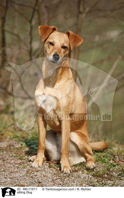 sitzender Hund / sitting Dog / RR-11611