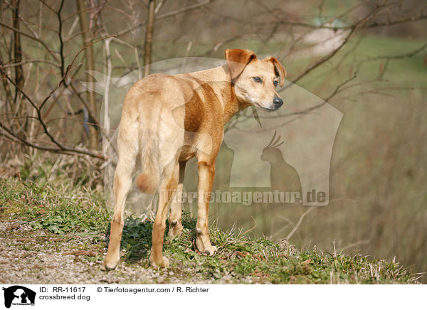 Mischlings Hund / crossbreed dog / RR-11617