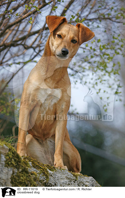 Mischlings Hund / crossbreed dog / RR-11619
