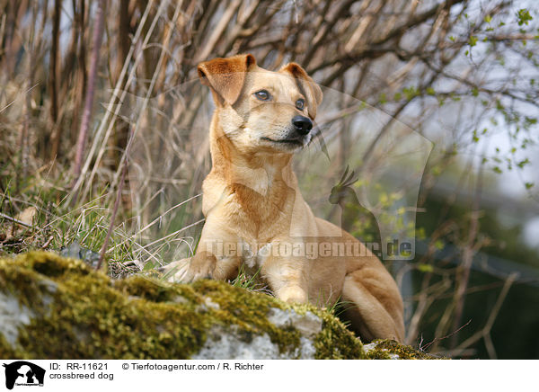 Mischlings Hund / crossbreed dog / RR-11621