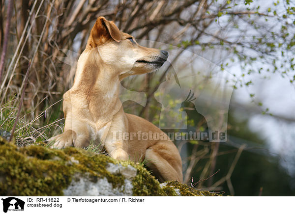 Mischlings Hund / crossbreed dog / RR-11622