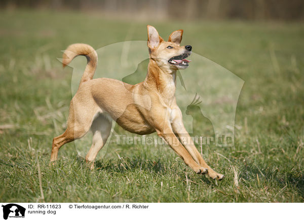 rennender Hund / running dog / RR-11623