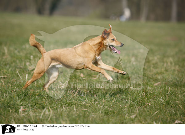 rennender Hund / running dog / RR-11624