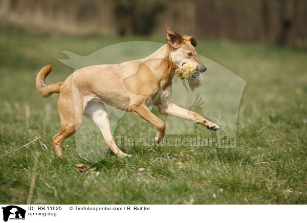 rennender Hund / running dog / RR-11625