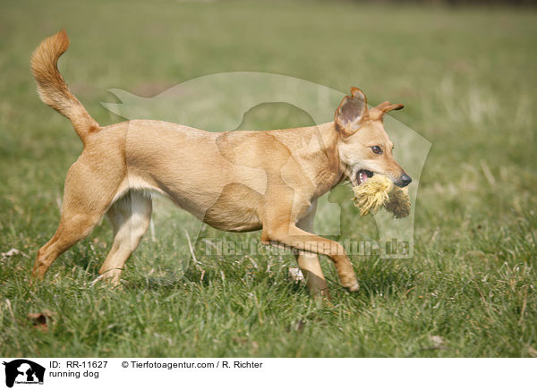 rennender Hund / running dog / RR-11627