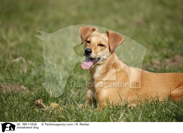 Mischlings Hund / crossbreed dog / RR-11628