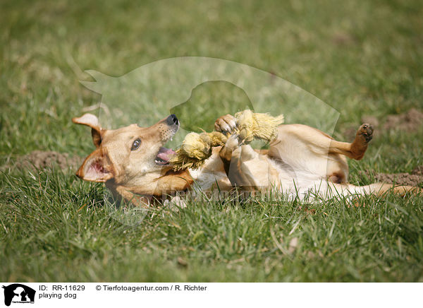 spielender Hund / playing dog / RR-11629